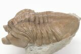 2.5" Asaphus Cornutus Trilobite Fossil - Russia - #200393-2